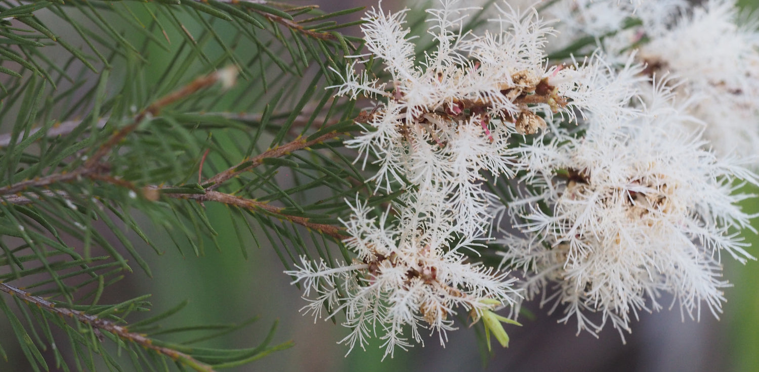 Melaleuca alternifolia tree - A photo of a Melaleuca alternifolia tree, also known as Tea Tree. It is a small to medium-sized evergreen tree with slender, weeping branches and papery bark. The leaves are narrow, linear, and arranged alternately, giving the tree its species name 'alternifolia'. The tree produces small, white or cream-colored flowers that are bottlebrush-like in appearance and have a pleasant scent. 