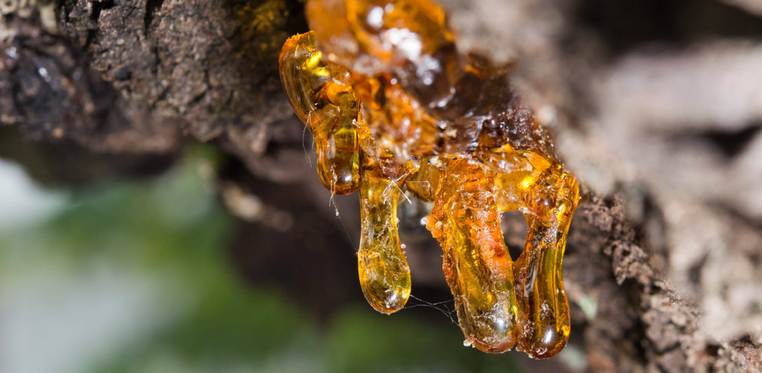 Boswellia Tree - A photo of a Boswellia tree, also known as frankincense tree or olibanum tree. The tree has a rugged, gnarled trunk and branches with sparse, pinnately compound leaves. The leaves are composed of multiple small, lance-shaped leaflets arranged along the length of the stem. The tree exudes resin or sap from its bark, which can be seen in the photo as small, glistening droplets or tears. 