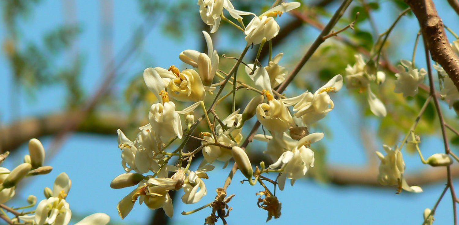 Moringa oleifera tree - A photo of a Moringa oleifera tree,  It features a slender trunk with sparse branches and compound leaves that are made up of small, oval-shaped leaflets. The leaves are bright green and have a feathery appearance. The tree produces fragrant, creamy-white flowers with five petals and a tubular shape. The flowers are followed by long, slender pods containing numerous seeds. 