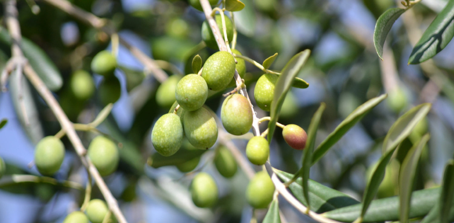 Olive tree - A photo of an olive tree, also known as Olea europaea. It is an evergreen tree with a short, gnarled trunk and grayish-green leaves that are opposite, simple, and lanceolate in shape. The leaves are typically silver-gray on the upper side and whitish on the lower side, due to a covering of fine hairs. The tree bears small, greenish-yellow flowers in spring, which develop into olives, a fruit with a rounded shape and a smooth skin that matures from green to black or purple when ripe.