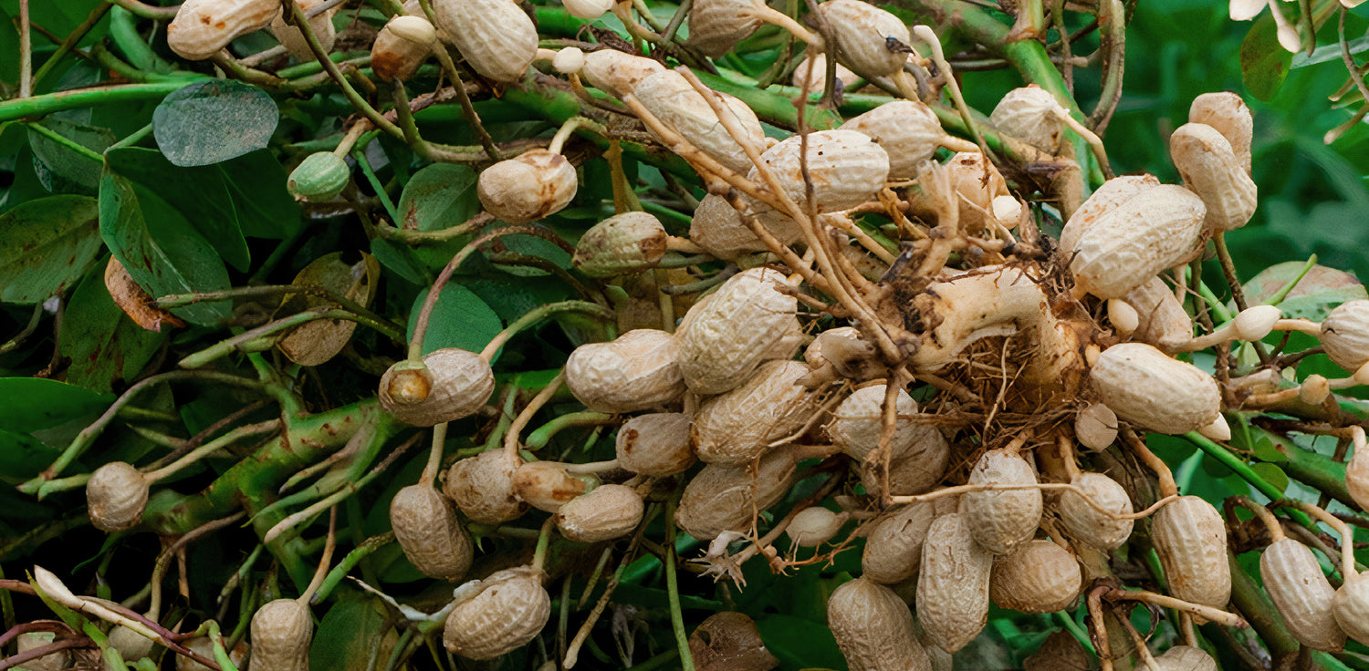 Peanuts growing - A photo of peanut plants growing in a field. The image shows rows of green plants with oval-shaped leaves and yellow flowers. Some plants have small pods with peanuts developing inside, while others have flowers in different stages of bloom. Peanuts are legumes that grow underground, with their pods containing the peanuts that are harvested for consumption. The plants have a bushy appearance with a network of leaves and stems.