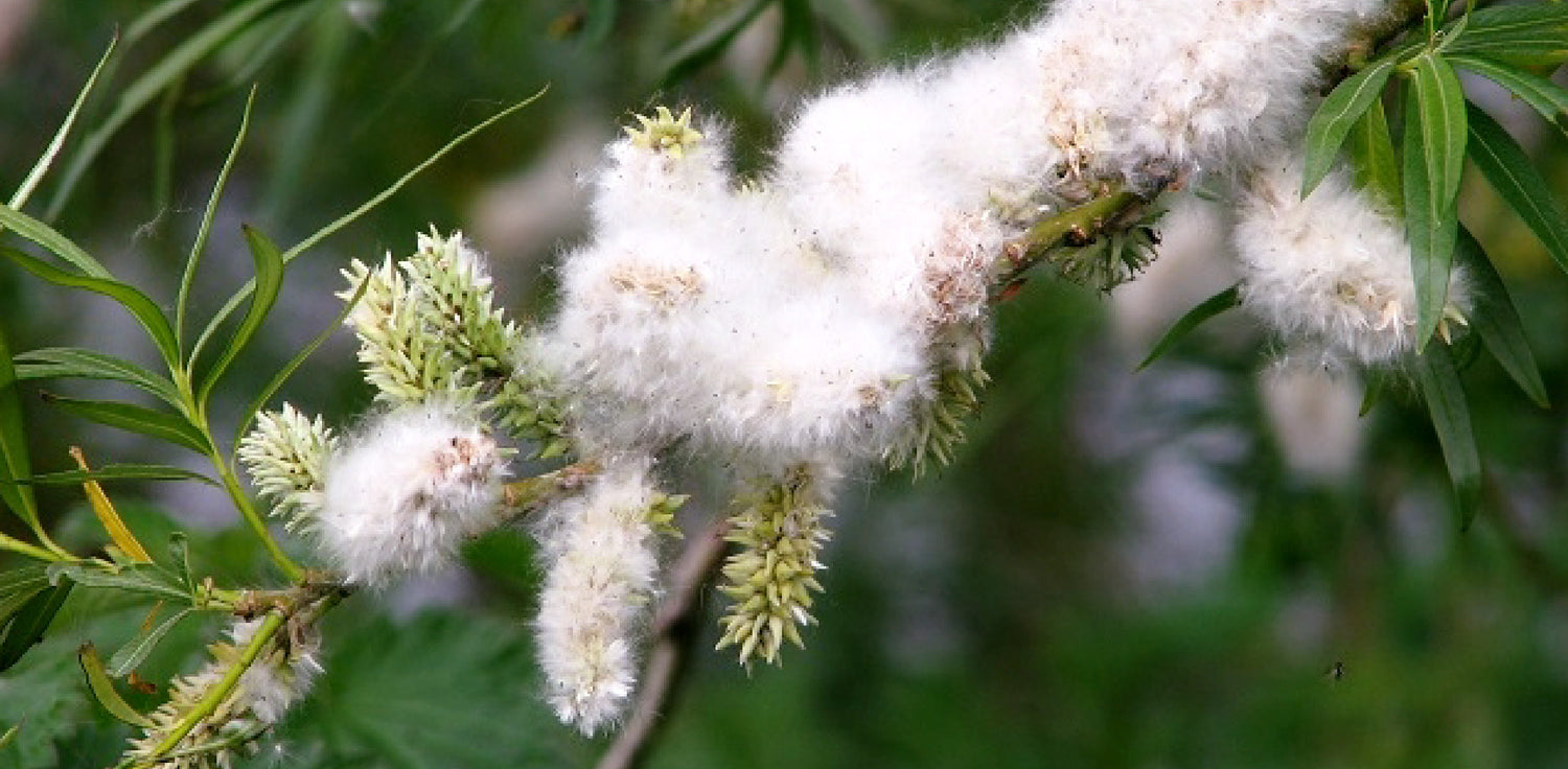 White Willow tree - A photo of a White Willow tree, also known as Salix alba. It features a medium to large-sized deciduous tree with slender branches, elongated leaves with serrated edges, and a grayish-white bark. The leaves are lance-shaped and have a silvery-green color on the underside. The tree has a graceful and elegant appearance, often found near water bodies such as rivers and streams. White Willow is native to Europe